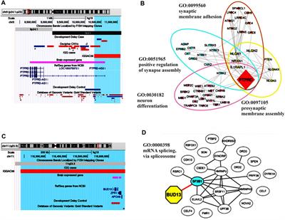 Neurodevelopmental Disorders in Patients With Complex Phenotypes and Potential Complex Genetic Basis Involving Non-Coding Genes, and Double CNVs